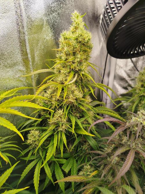 Balcony somewhere in Europe 2025. Week 20