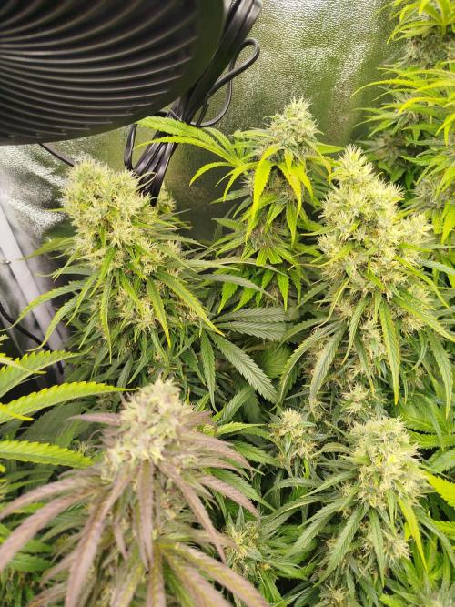 Balcony somewhere in Europe 2025. Week 20