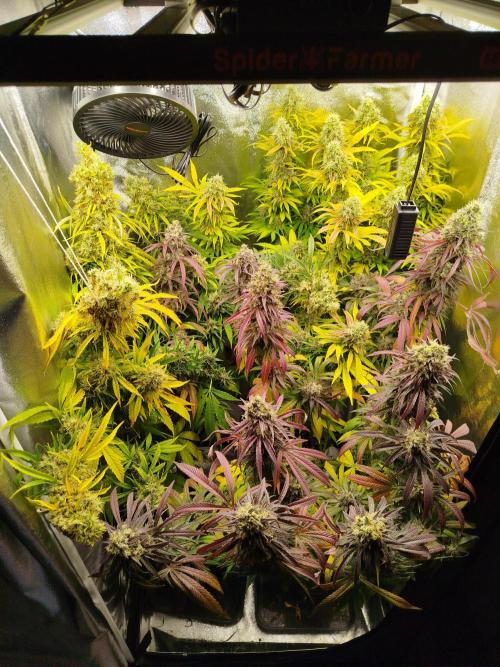 Balcony somewhere in Europe 2025. Week 21