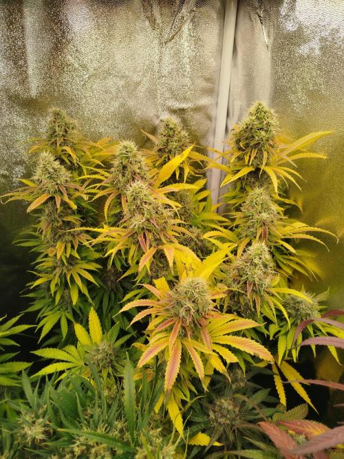 Balcony somewhere in Europe 2025. Week 21