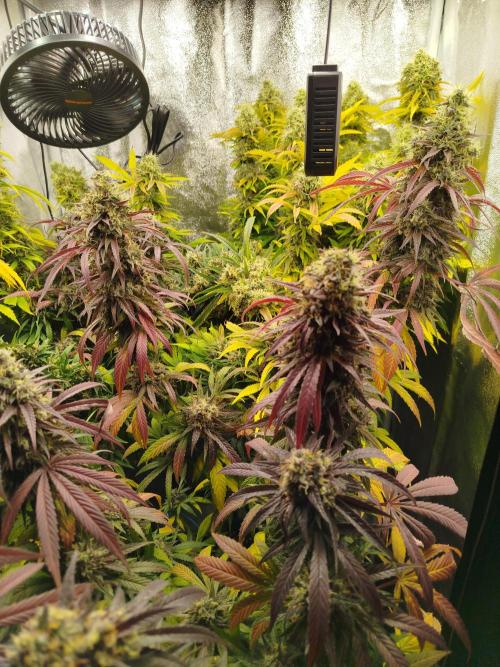 Balcony somewhere in Europe 2025. Week 21