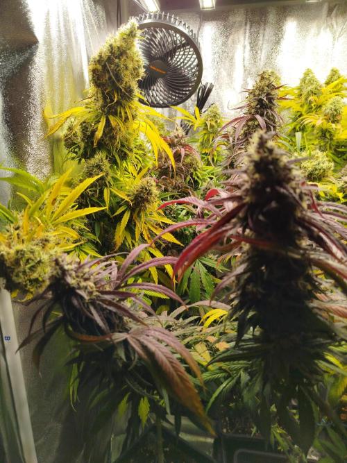 Balcony somewhere in Europe 2025. Week 21