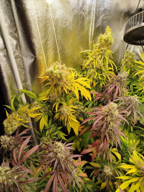 Balcony somewhere in Europe 2025. Week 21