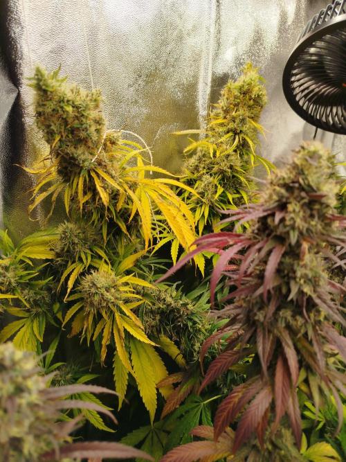 Balcony somewhere in Europe 2025. Week 21