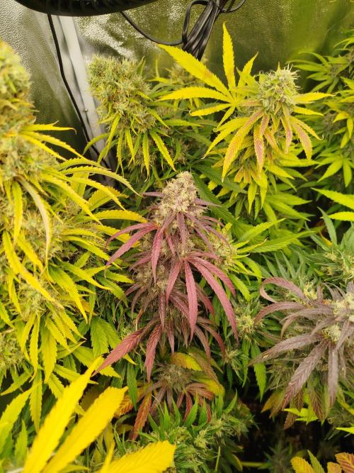 Balcony somewhere in Europe 2025. Week 21