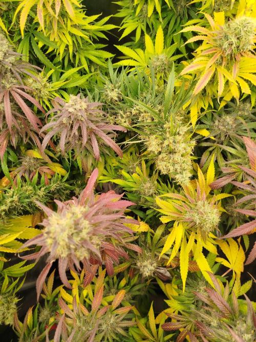 Balcony somewhere in Europe 2025. Week 21