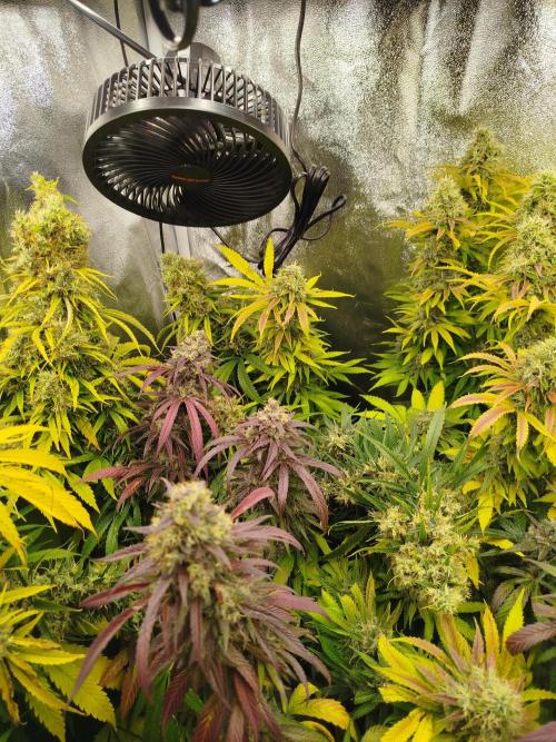 Balcony somewhere in Europe 2025. Week 21