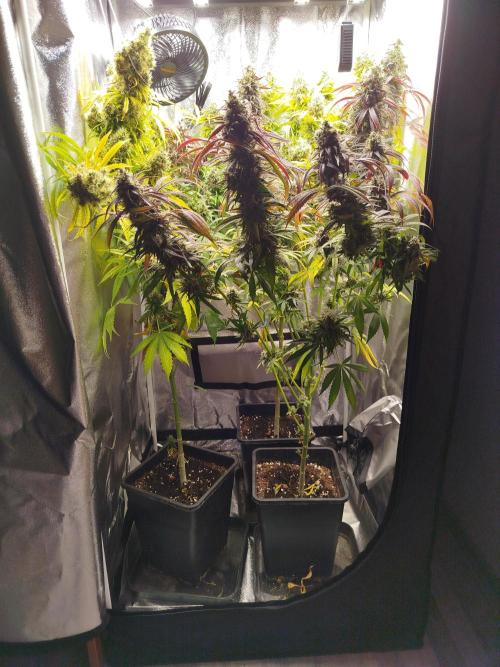 Balcony somewhere in Europe 2025. Week 21