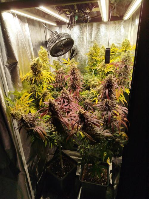 Balcony somewhere in Europe 2025. Week 21