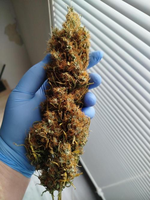 Balcony somewhere in Europe 2025. Week 22 - a rabbit