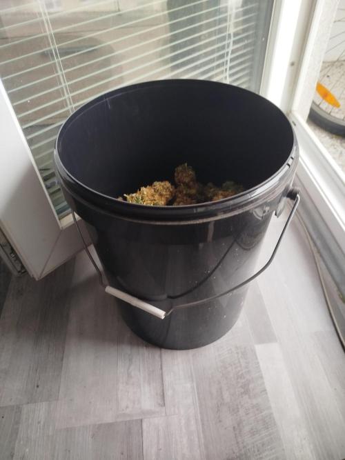 Balcony somewhere in Europe 2025. Week 22 - half full 30L bucket of sensi skunk
