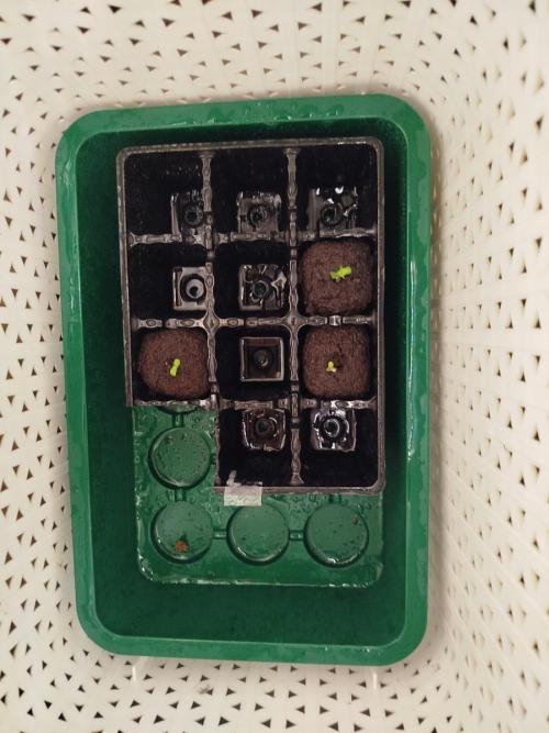 BF's: Super boof & Blue gelato 41. Week 0 - BG#41 on the left SB on the right