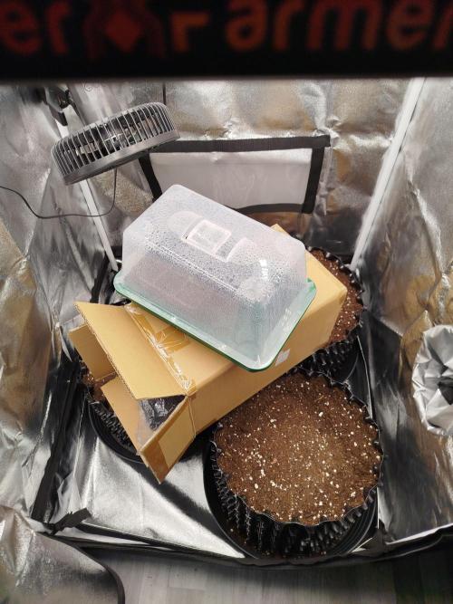 BF's: Super boof & Blue gelato 41. Week 0 - pots prepared; plants moved to the tent