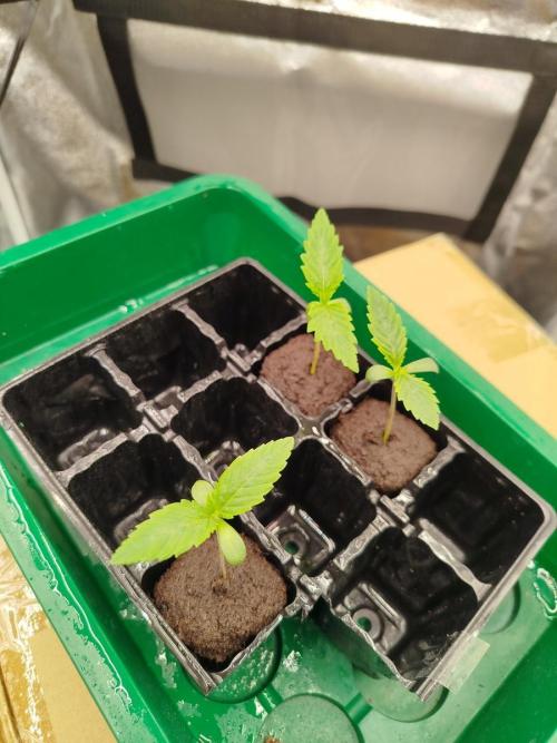 BF's: Super boof & Blue gelato 41. Week 1