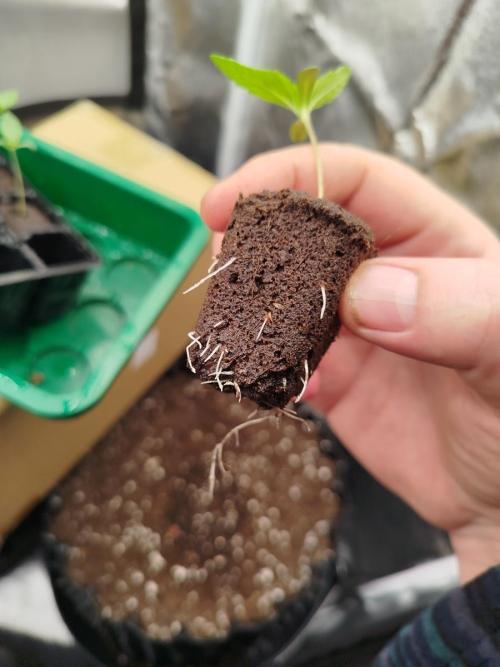 BF's: Super boof & Blue gelato 41. Week 1