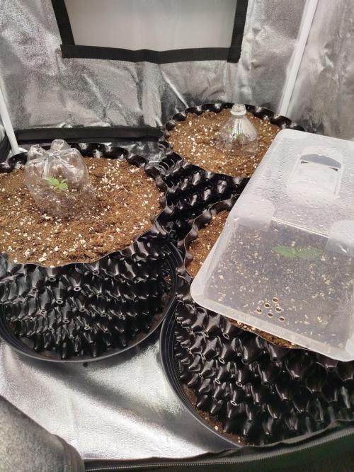 BF's: Super boof & Blue gelato 41. Week 1