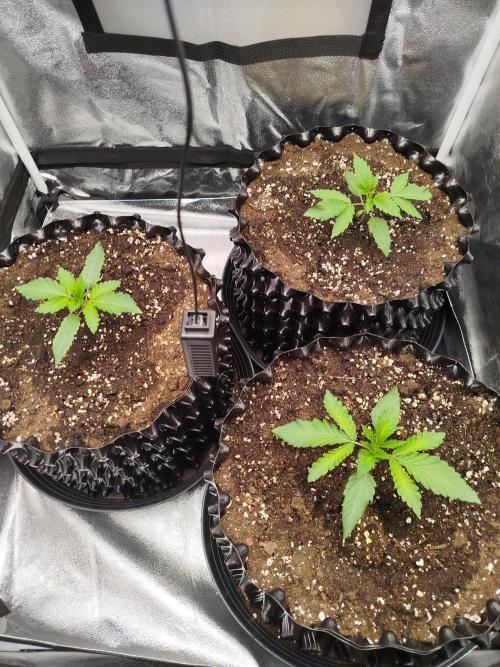 BF's: Super boof & Blue gelato 41. Week 2 - think blue gelato 41 is nearest one