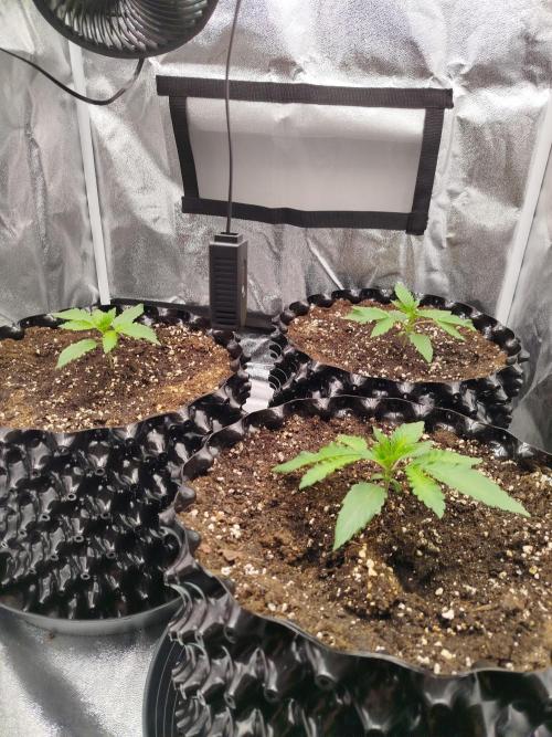 BF's: Super boof & Blue gelato 41. Week 2 - but not sure