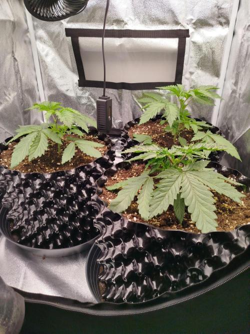 BF's: Super boof & Blue gelato 41. Week 3