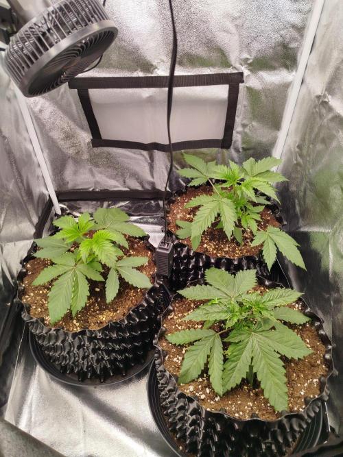 BF's: Super boof & Blue gelato 41. Week 3