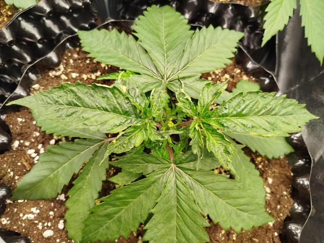 BF's: Super boof & Blue gelato 41. Week 3 - top leafs are curly. Why?