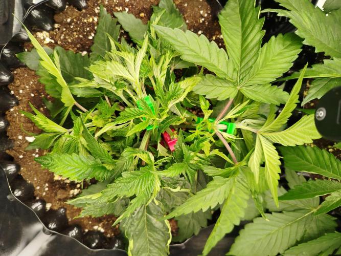 BF's: Super boof & Blue gelato 41. Week 4 - 3.3.2026 bg#41