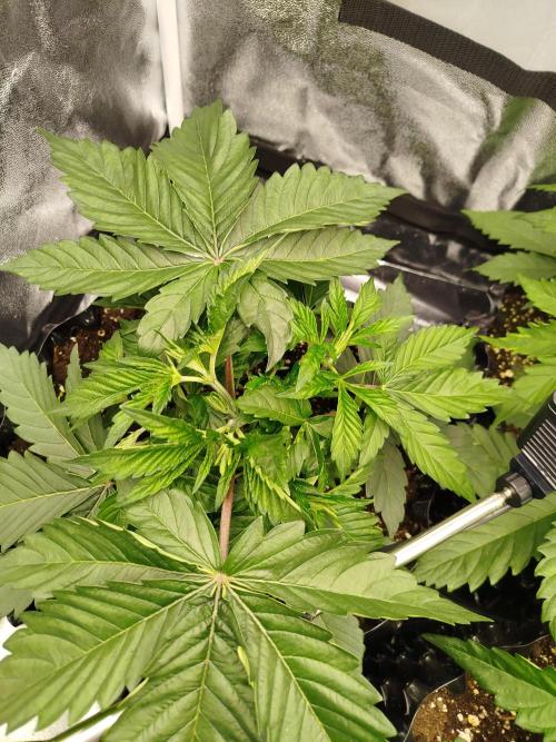 BF's: Super boof & Blue gelato 41. Week 4 - 3.3.2026 SB left