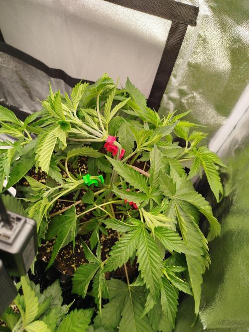 BF's: Super boof & Blue gelato 41. Week 4 - 3.3.2026 SB right