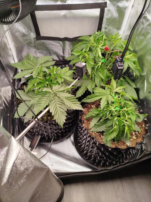 BF's: Super boof & Blue gelato 41. Week 4 - 3.3.2026