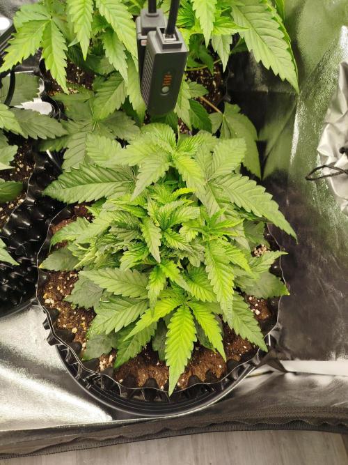 BF's: Super boof & Blue gelato 41. Week 4 - 5.3.2026 BG#41 before deffoliation
