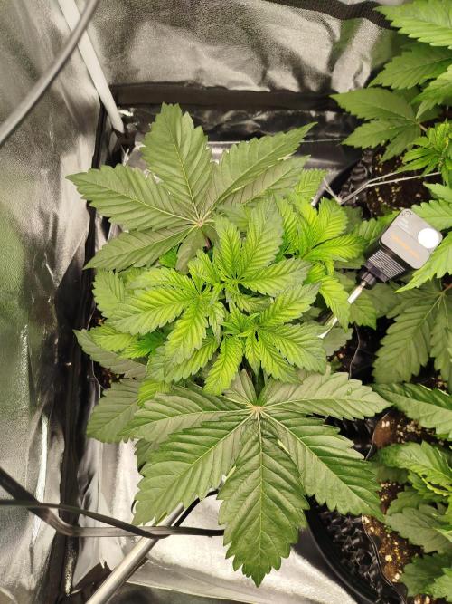BF's: Super boof & Blue gelato 41. Week 4 - 5.3.2026