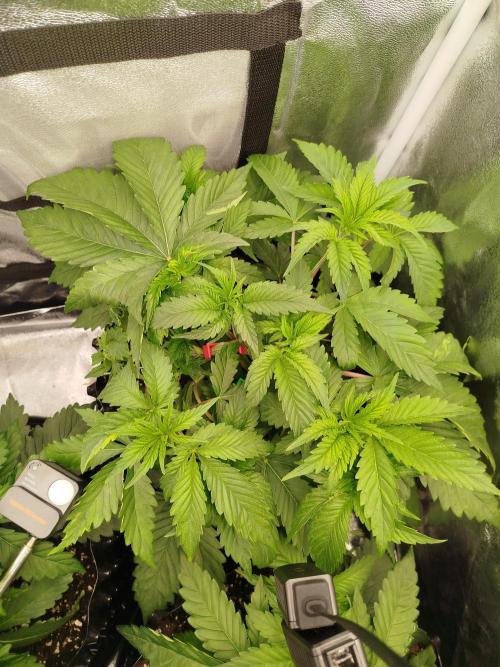 BF's: Super boof & Blue gelato 41. Week 4 - 5.3.2026