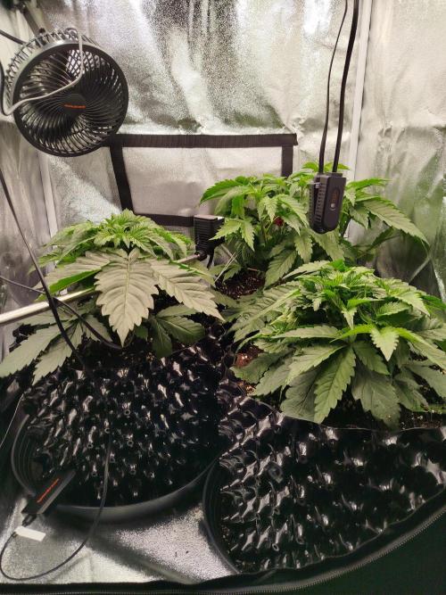 BF's: Super boof & Blue gelato 41. Week 4 - 5.3.2026