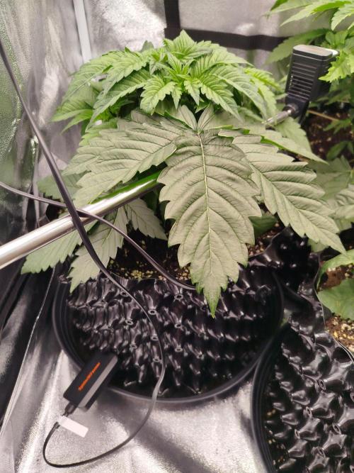 BF's: Super boof & Blue gelato 41. Week 4 - 5.3.2026