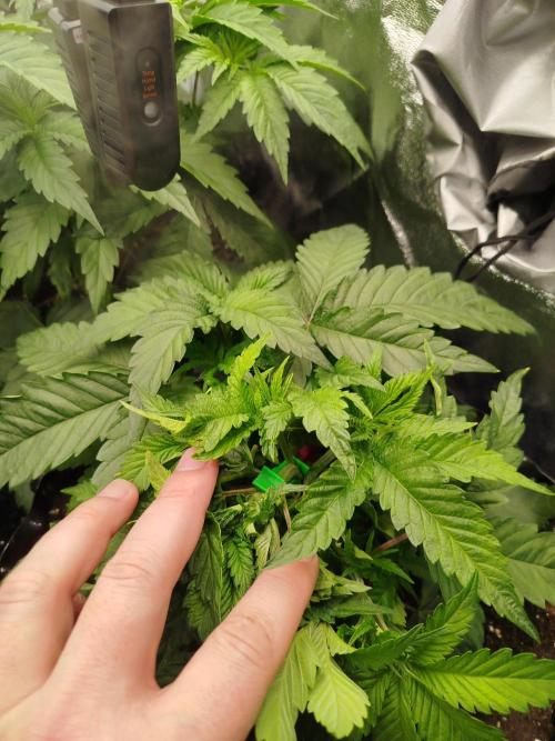 BF's: Super boof & Blue gelato 41. Week 4 - 5.3.2026