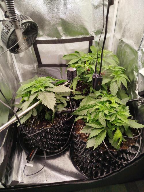 BF's: Super boof & Blue gelato 41. Week 4 - 5.3.2026
