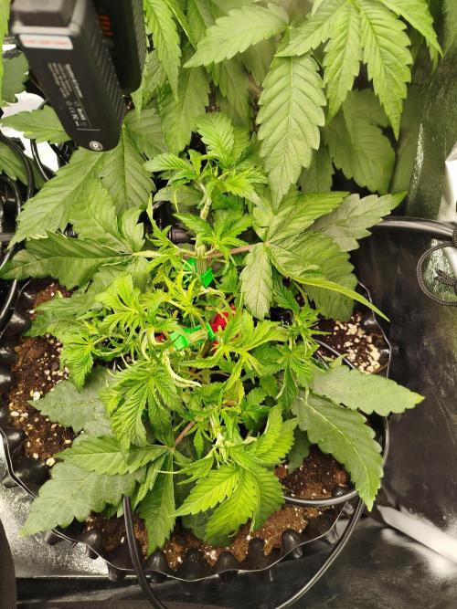 BF's: Super boof & Blue gelato 41. Week 4 - 5.3.2026 BG#41 defoliated
