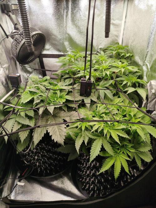 BF's: Super boof & Blue gelato 41. Week 5