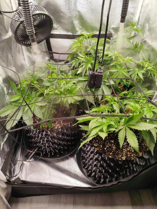 BF's: Super boof & Blue gelato 41. Week 5 - debranched&defoliated