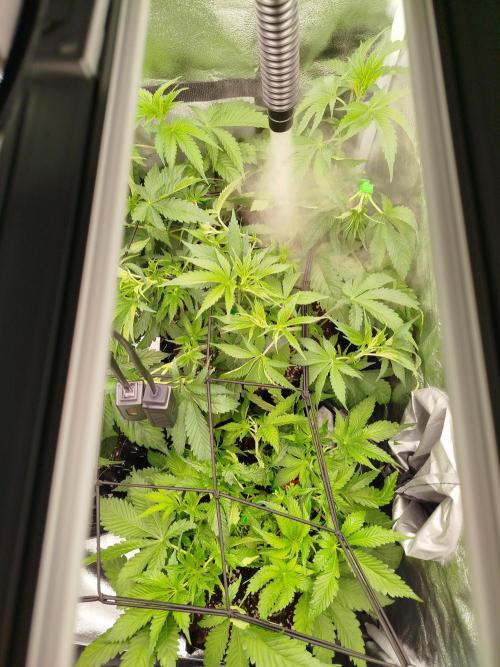 BF's: Super boof & Blue gelato 41. Week 5 - debranched&defoliated