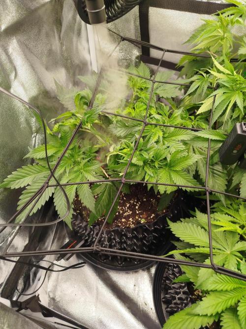 BF's: Super boof & Blue gelato 41. Week 5 - debranched&defoliated