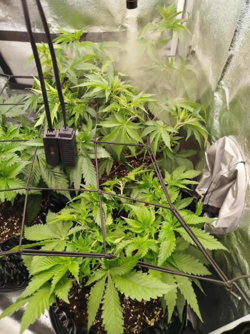 BF's: Super boof & Blue gelato 41. Week 5 - debranched&defoliated