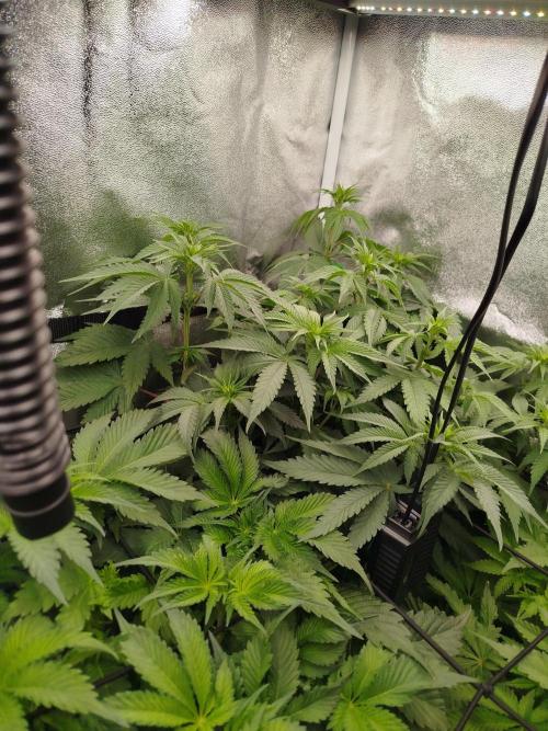 BF's: Super boof & Blue gelato 41. Week 6
