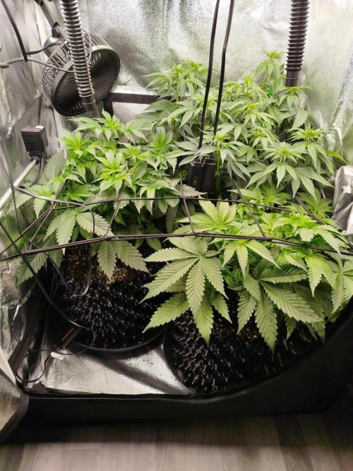 BF's: Super boof & Blue gelato 41. Week 6