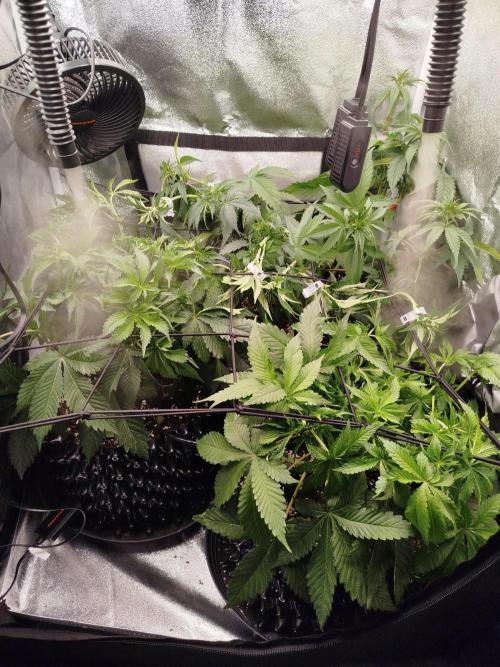BF's: Super boof & Blue gelato 41. Week 6 - hope last debranching/defoliation on 19.3.2026