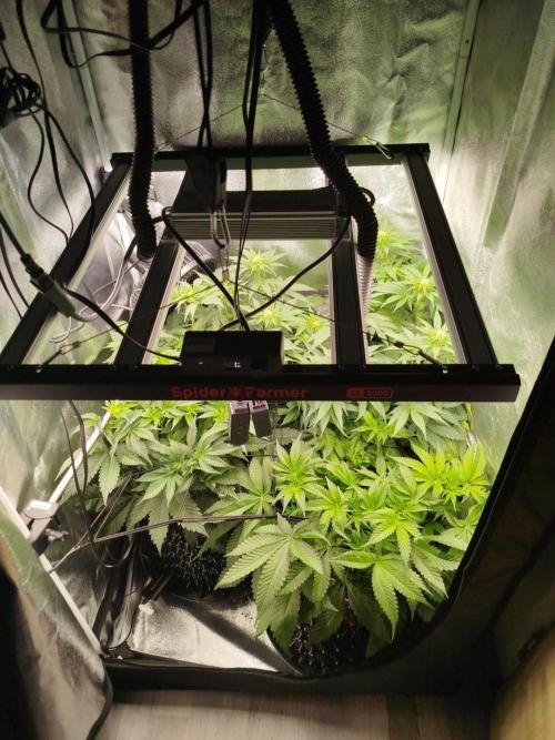 BF's: Super boof & Blue gelato 41. Week 7