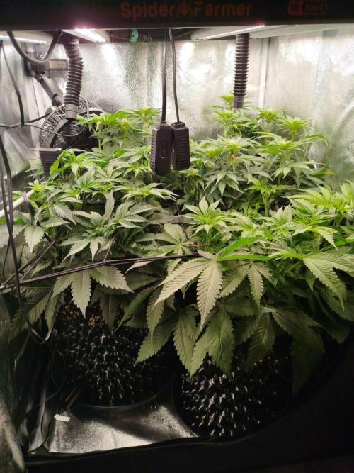 BF's: Super boof & Blue gelato 41. Week 7
