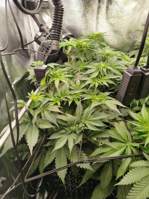 BF's: Super boof & Blue gelato 41. Week 7