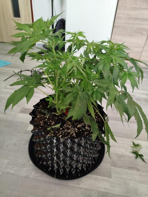 BF's: Super boof & Blue gelato 41. Week 8