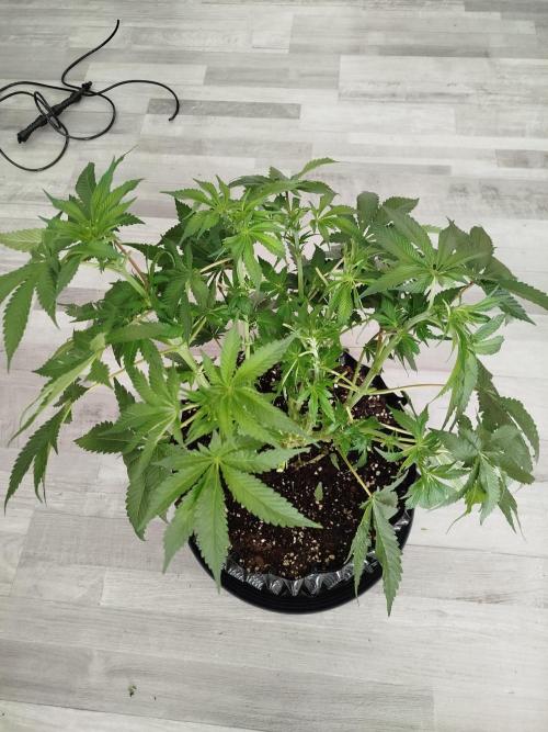 BF's: Super boof & Blue gelato 41. Week 8